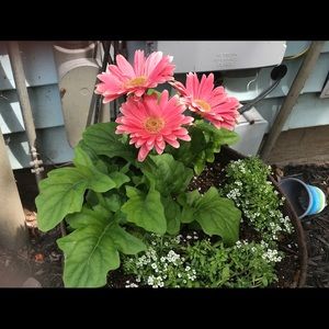 Meet your Posher, Wendy